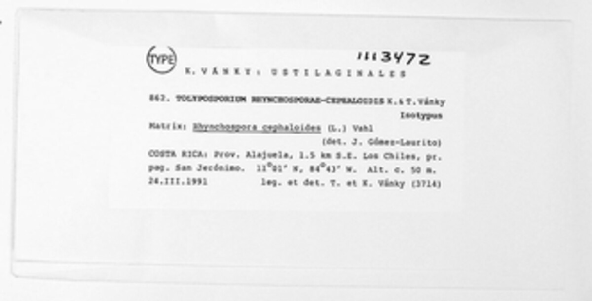 Moreaua rhynchosporae-cephalotis image